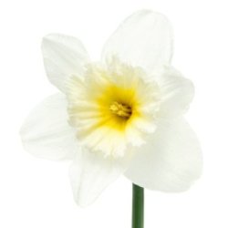 White and Yellow Daffodils